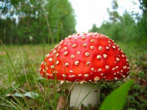 Научись отличать ядовитые грибы