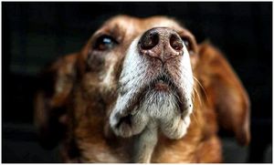 28 сентября - Всемирный день по борьбе с бешенством (World Rabies Day)