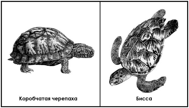 Пособие по выживанию армии США. Глава 8: Добыча еды