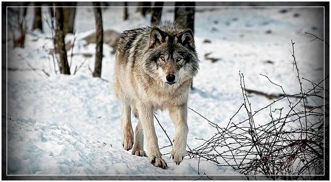 Охота на волка: Ключевые моменты и эффективная тактика Охота на волка: Ключевые моменты и эффективная тактика