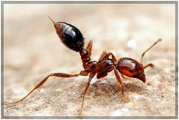 Кошмар арахнофоба: Топ-5 насекомых с самыми болезненными укусами Кошмар арахнофоба: Топ-5 насекомых с самыми болезненными укусами