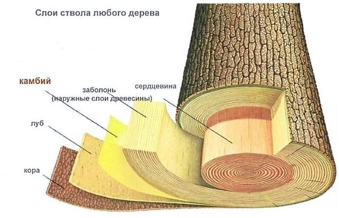 Пропитание в лесу: Кора деревьев Пропитание в лесу: Кора деревьев