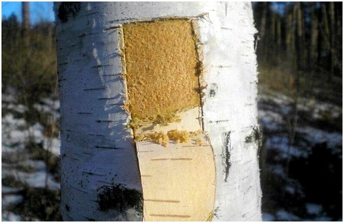 Пропитание в лесу: Кора деревьев Пропитание в лесу: Кора деревьев