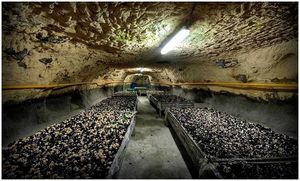 Выращивание шампиньонов. Часть 2. Подготовка мицелия
