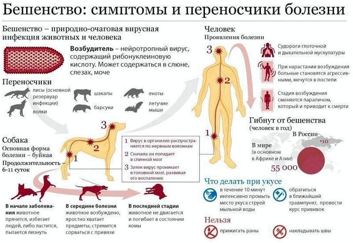 Бешенство. Что делать при укусе бешеного животного? Бешенство. Что делать при укусе бешеного животного?