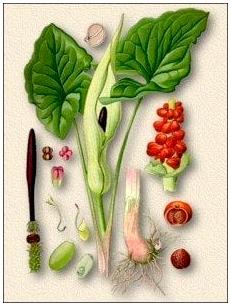 Съедобные корни и клубни. Часть 1. Как не умереть от голода Съедобные корни и клубни. Часть 1. Как не умереть от голода
