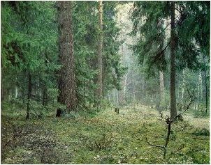 Босоножки или валенки?