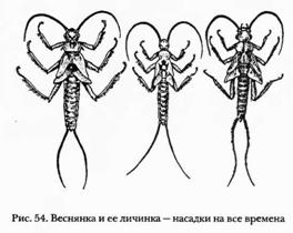 РЕПЕЙНИК И КОРОЕД