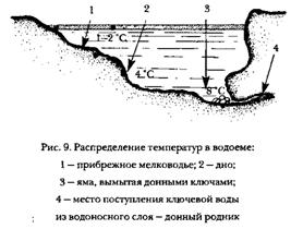 РЫБЫ ЗИМОЙ