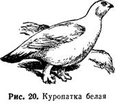 КРАТКИЕ СВЕДЕНИЯ ПО БИОЛОГИИ И РАСПРОСТРАНЕНИЮ ПТИЦ