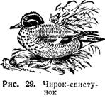 КРАТКИЕ СВЕДЕНИЯ ПО БИОЛОГИИ И РАСПРОСТРАНЕНИЮ ПТИЦ