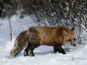 Бешенство - болезнь животных и людей