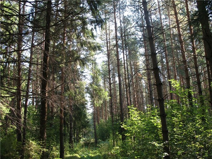 На природе без трусиков фото