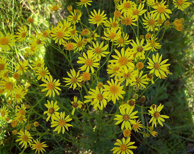 Цветок 196. Крестовник Луговой. Крестовник Senecio jacobaea. Крестовник Луговой (Senecio jacobaea l.). Якобея обыкновенная.