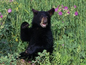 Опасности контактов с животными