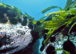 Добывание воды и еды на море