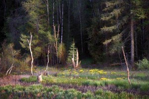 Карельская дилогия. Добровольцы форта «Фрэндшип»