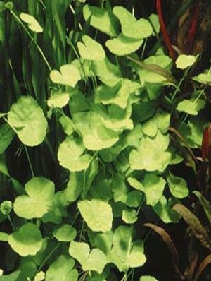 Poд HYDROCOTYLE L. - ЩИТОЛИСТНИК.