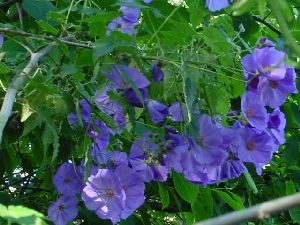 Род ABUTILON Hill - КАНАТНИК.