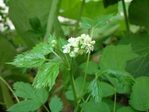 Род ACTAEA L. - ВОРОНЕЦ.