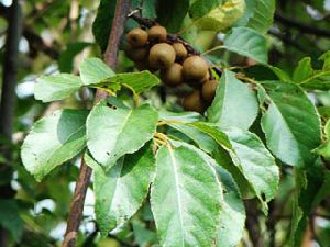 Род ACTINIDIA Lindl. - АКТИНИДИЯ.