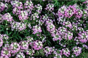 Род ALYSSUM L. – БУРАЧОК.