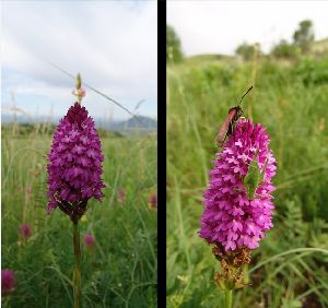 Род ANACAMPTIS Rich. - АНАКАМПТИС.