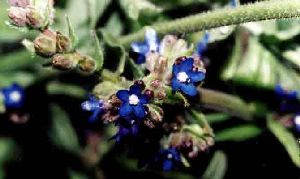 Род ANCHUSA L. - ВОЛОВИК.