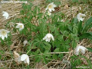 Род ANEMONE L. - ВЕТРЕНИЦА.