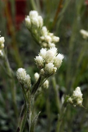 Род ANTENNARIA Gaertn. - КОШАЧЬЯ ЛАПКА.