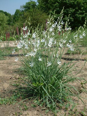 Род ANTHERICUM L. - ВЕНЕЧНИК.