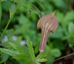 Род ARISAEMA Mart. - АРИЗЕМА.