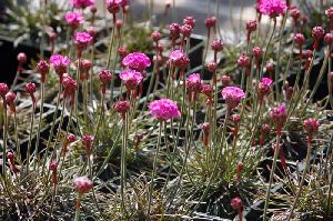 Род ARMERIA Willd. - АРМЕРИЯ.