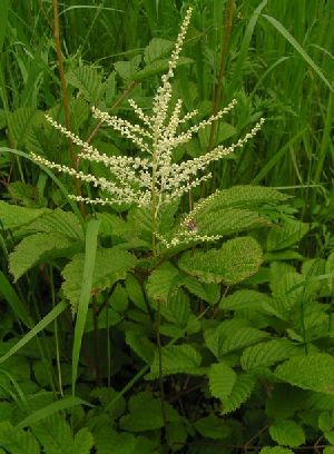 Род ARUNCUS Hill - ВОЛЖАНКА.