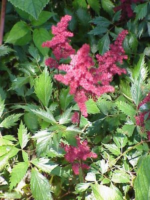 Род ASTILBE Buch.-Ham. ex D. Don - АСТИЛЬБЕ.