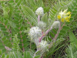 Род ASTRAGALUS L. - АСТРАГАЛ.