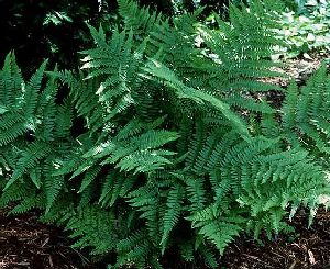 Род ATHYRIUM Roth - КОЧЕДЫЖНИК.