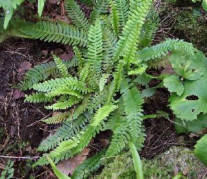 Род BLECHNUM L. - ДЕРБЯНКА.