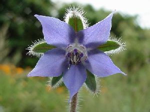 Род BORAGO L. - БУРАЧНИК, или ОГУРЕЧНАЯ ТРАВА.