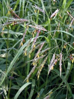 Род BROMUS L. - КОСТЕР.