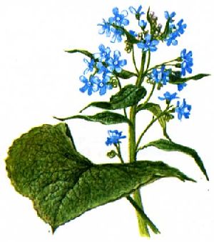 Род BRUNNERA Steven - БРУННЕРА.