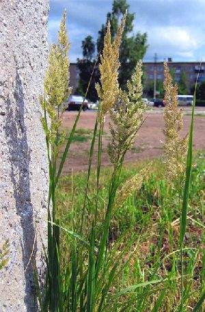 Род CALAMAGROSTIS Adans. - ВЕЙНИК.