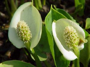 Род CALLA L. - БЕЛОКРЫЛЬНИК.