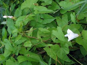 Род CALYSTEGIA R. BR. - ПОВОЙ.