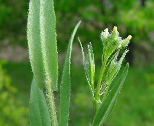 Род CAMELINA Crantz - РЫЖИК.