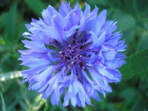 Род CENTAUREA L. - ВАСИЛЕК.