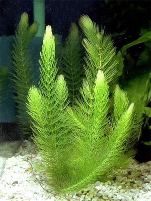 Род CERATOPHYLLUM L. - РОГОЛИСТНИК.