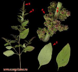 Род CHENOPODIUM L. МАРЬ.