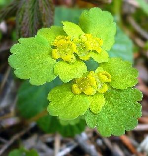 Род CHRYSOSPLENIUM L. - СЕЛЕЗЕНОЧНИК.