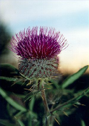 Род CIRSIUM Hill - БОДЯК.